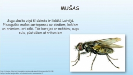 kukaini___istais_page_0007_thumb_small.jpg
